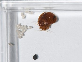plostica-postelna (4)