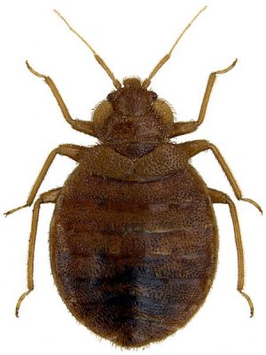 plostica-postelna plostica-postelna